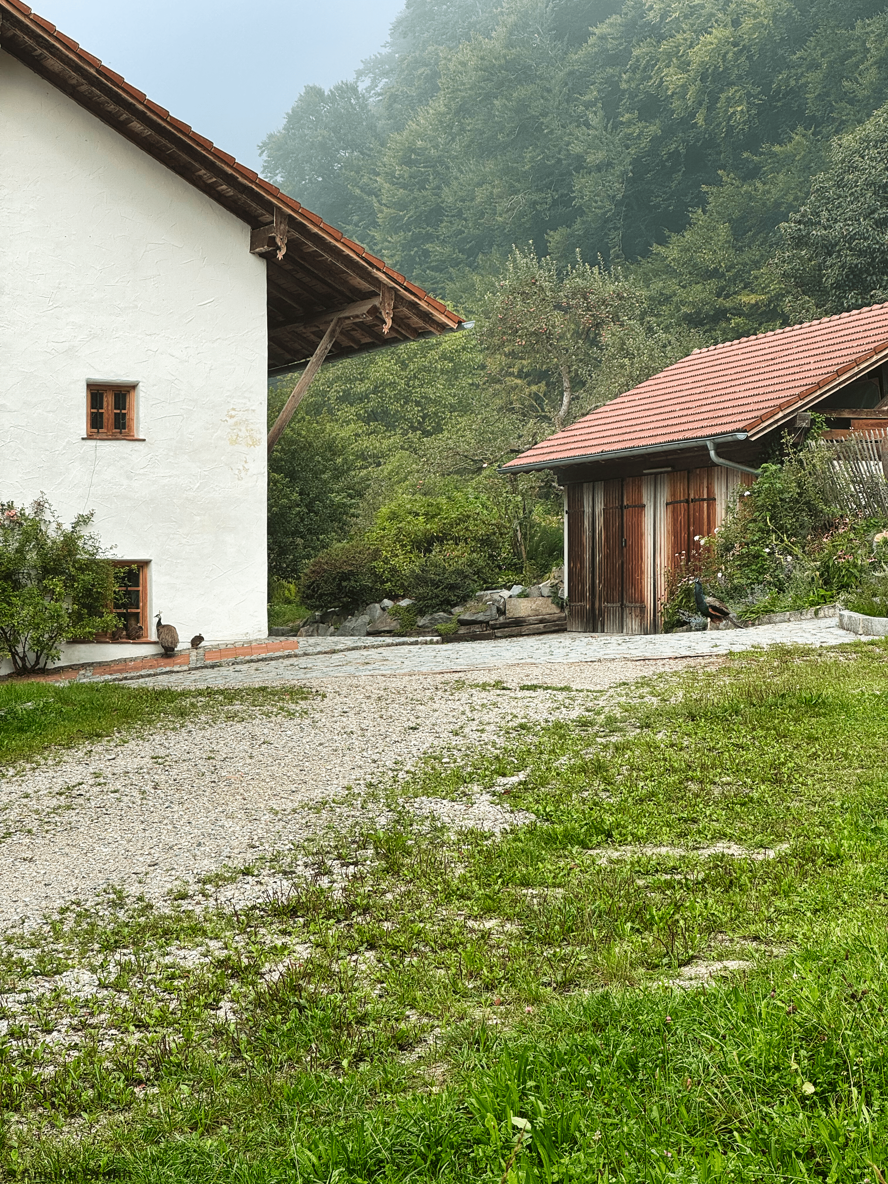 Kleine Pfauen Familie